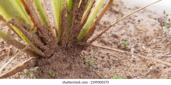 Roots Are The Anchors That Hold The Trunk Firmly. Roots Absorb Food. Minerals Contribute To The Nourishment Of The Stem. Create The Growth Of Trees And Life. Roots Are Essential For Stability And Grow