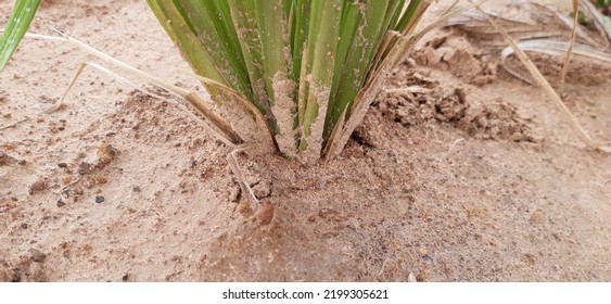 Roots Are The Anchors That Hold The Trunk Firmly. Roots Absorb Food. Minerals Contribute To The Nourishment Of The Stem. Create The Growth Of Trees And Life. Roots Are Essential For Stability And Grow