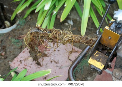 Roots and baby wipes from a clogged sewer drain. a plumber snake with roots, baby wipes, and other sewage from a blocked sewer drain clean out job. 