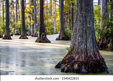 Roots Of Bald Cypress Tree Extending Out Of Swamp Water