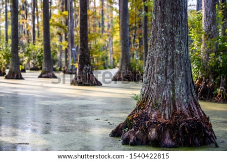 Roots of bald cypress tree extending out of swamp water