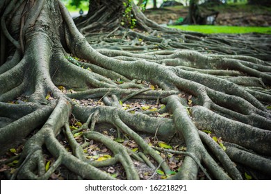 The Roots Of The Banyan Forest.