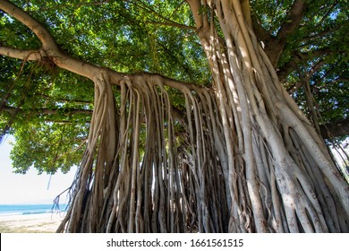 Roots of a banyan tree at Oahu Hawaii