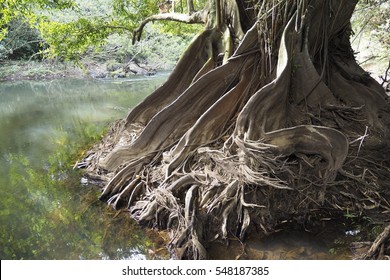 The Roots Of Banyan Trees Along The Canal.