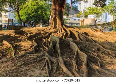 tree with roots above ground