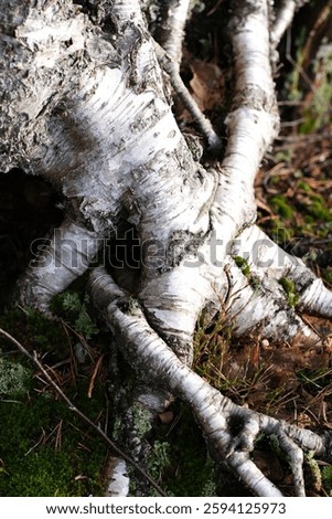 The roots of a birch tree