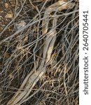 Roots and branches of an expired tree lay on the ground exposed to the elements for eventual return to the soil, Kaibab National Forest, Coconino County, Arizona