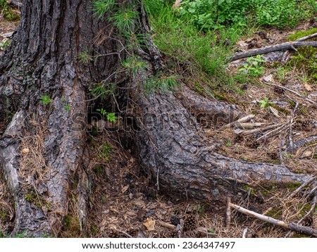 Roots of coniferous tree came to surface. Root system covered soil with pine needles. Forest tree with big roots above the ground. Summer view of green trees and terrain with ground covered with moss.