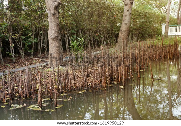 respiratory roots mangrove