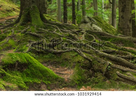 Roots covered with moss in the forest. Photographed on a sunny day in the spring in the Ukrainian Carpathians. Beautiful intertwining roots of trees covered with moss and greens in the forest.