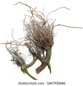 Roots cutouts on white background