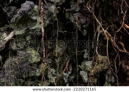 Roots and dark mud background