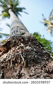 Roots emerging from the coconut tree trunk