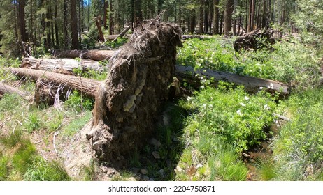 Roots of fallen tree in Mariposa Grove of Giant Sequoias, a sequoia grove near Wavona, California, USA, in the Yosemite National Park. - Powered by Shutterstock