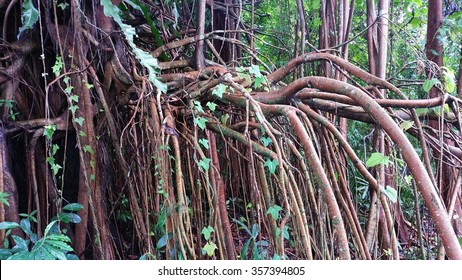 Rubber Tree Roots High Res Stock Images Shutterstock