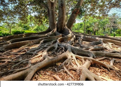 roots of fig tree (ficus macrophylla)