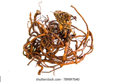 Roots Herbal white background.
