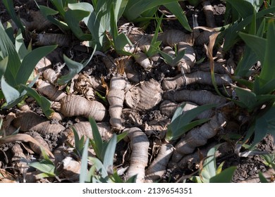 The roots of Iris plants close-up are seen from their ground, Spring Iris with Rhizomes.