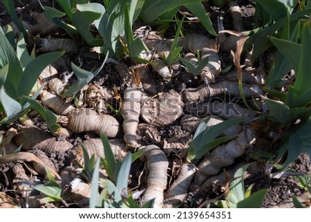The roots of Iris plants close-up are seen from their ground, Spring Iris with Rhizomes.
