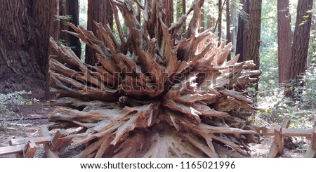 The roots of a large, fallen redwood tree in Armstrong Redwoods State Natural Reserve