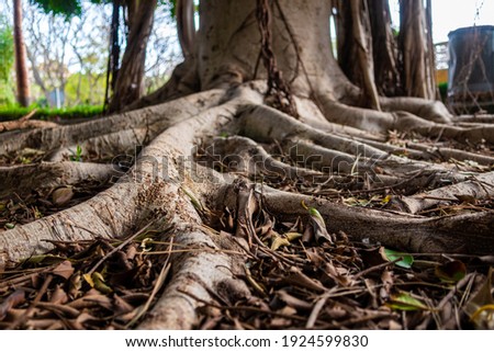 Roots of a large Ficus, on a ground full of dry leaves, in an urban park with soft evening light.