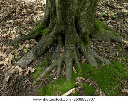 The roots of a large tree with a moss growing on the ground in a forested.