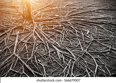 The roots of a large tree that grows bigger. The concept of growth