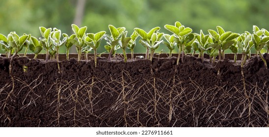 ROOTS WITH LEAVES OF FRESH SOY. GERMINATED SOYBEAN SPROUTS IN THE SOIL
