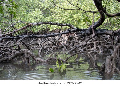 Roots Of Mangrove