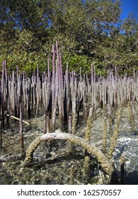 Roots And Mangrove Trees