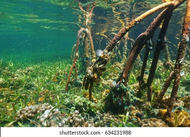 Roots Of Mangrove Underwater With Marine Life, Atlantic Ocean