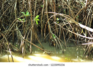 Roots Mangroves Stock Photo 1223090236 | Shutterstock