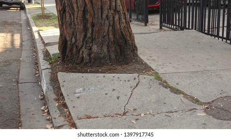 Root Sidewalk Images Stock Photos Vectors Shutterstock