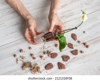 Roots of the mini orchid are pulled out of the flower pot. Diseases of orchid roots, breeding mini orchids. Care of roots of houseplant. Cutting roots. Home floriculture, plant care concept.