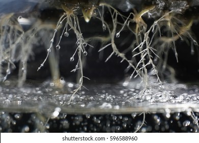 Roots In Nutrient Hydroponic Solution