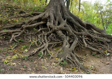 Roots of the old giant oak
