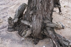 Roots Of An Old Tree Washed Away By A Sea Wave On The Sandy Shore Of The Sea Of Azov