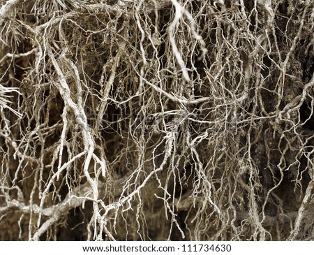 Roots of old tree without ground - organic background