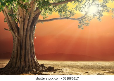 roots of one big tree with fresh green leaves grass field at sunset sky landscape background. - Shutterstock ID 361893617