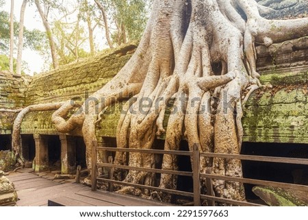 Roots of one of the famous spung trees at Ta Prohm coming down from the roof.