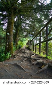 Roots path into the forest 