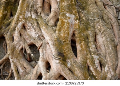 Roots Of The Peeple Plant Or Bodhi Or Pippala Or Peepul Or Peepal Tree Or Ashvattha Tree