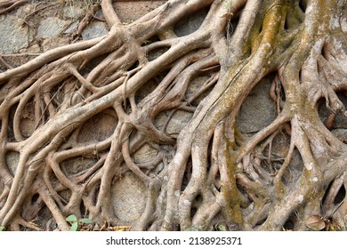 Roots Of Peepul Tree On The Wall