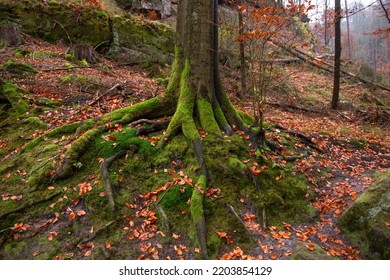The roots of a perennial tree covered with overgrown green moss, creeping over the rock. Autumn landscape, forest bright colors.  Bohemian Switzerland National Park, Czech Republic, Czechia.