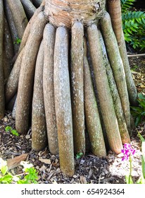 Roots. Photo Taken From Florida Botanical Gardens, Located In Largo, FL.