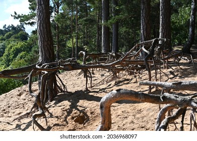 the roots of pines growing on the shores of the lagoon are exposed and bare - Powered by Shutterstock