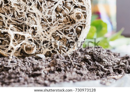 Roots of the plant. Closeup