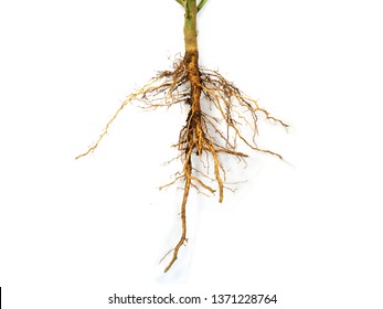 Roots of plant isolated on white background, tree roots
