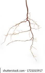 Roots of a plant on a white background