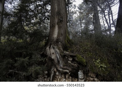 Roots. Power of nature cannot be manipulated.